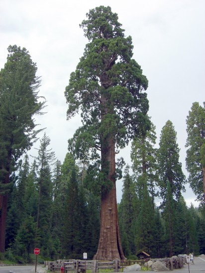 Redwood-Tree im Sequioa National Park