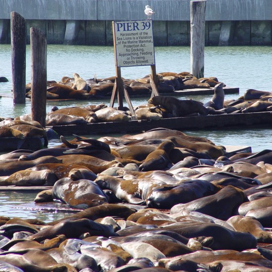 Die Seelöwen am Pier 39