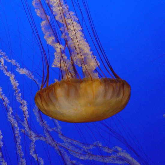 Qualle im Monterey Bay Aquarium