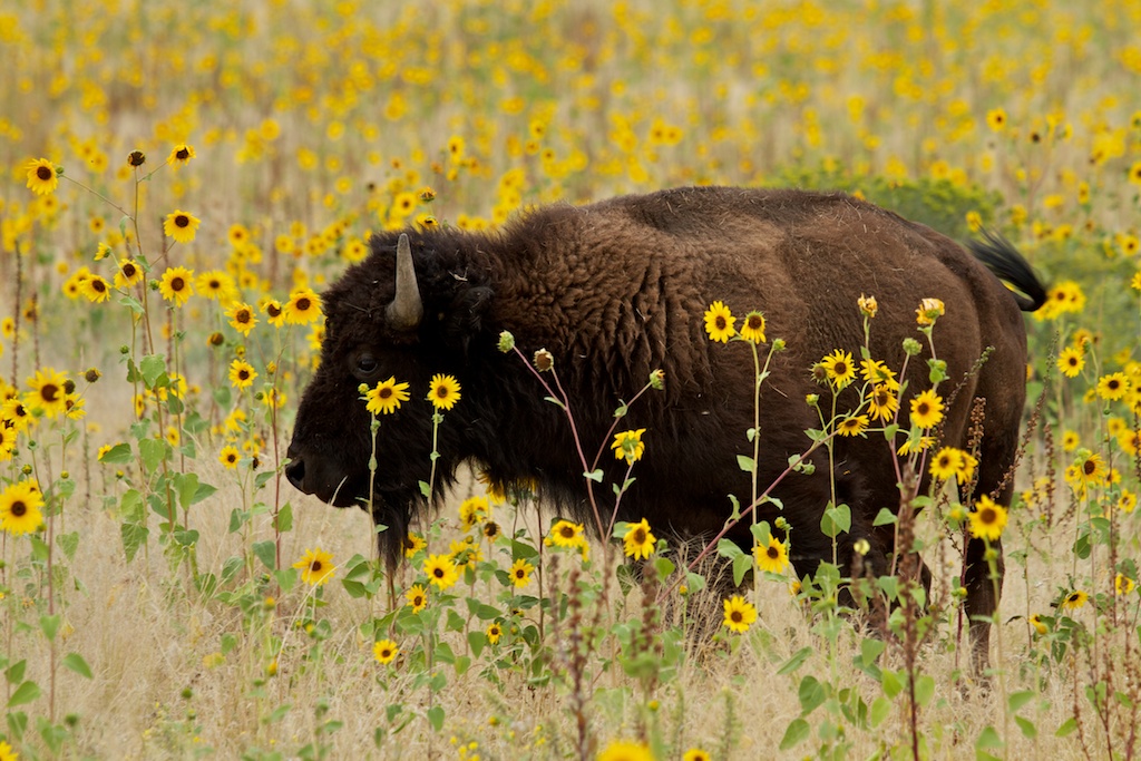 Bison at Antelope Island State Park